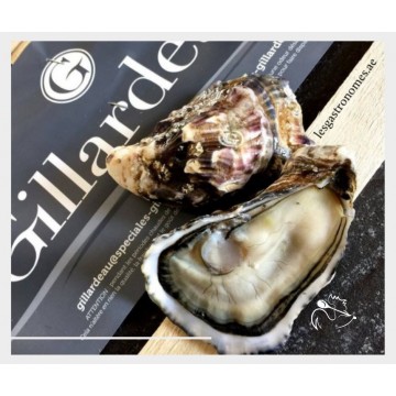 Oysters (Gilardeau)
