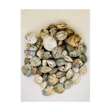 Clams (Fresh)