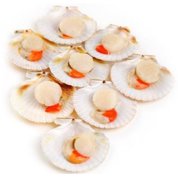 Scallops (Half Shell / Frozen)